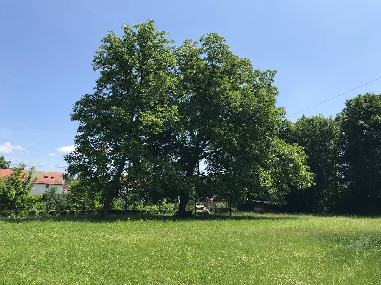 Wiese mit großem Nussbaum am Missionshaus