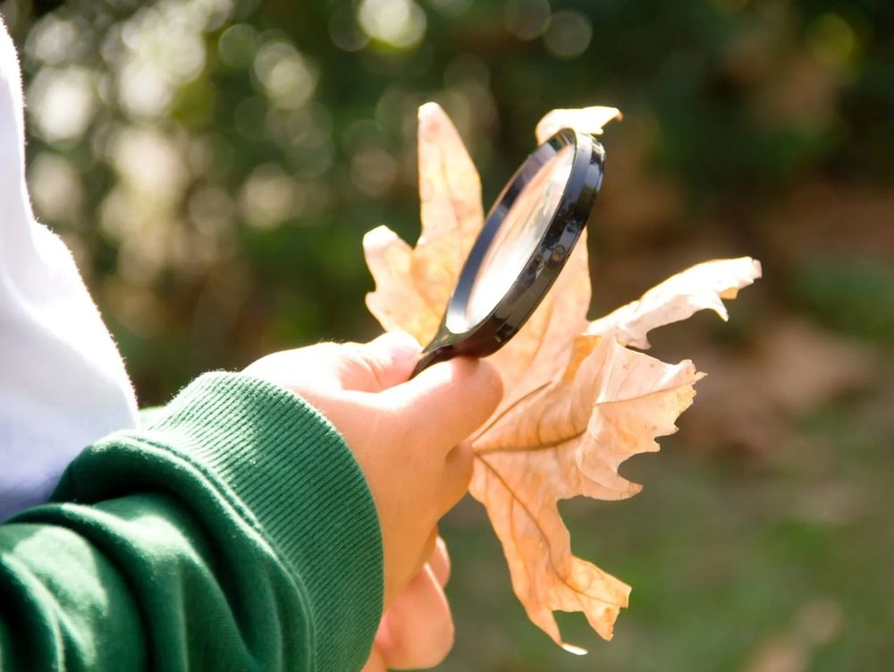 Kinderhand hält eine Lupe über ein Herbstblatt
